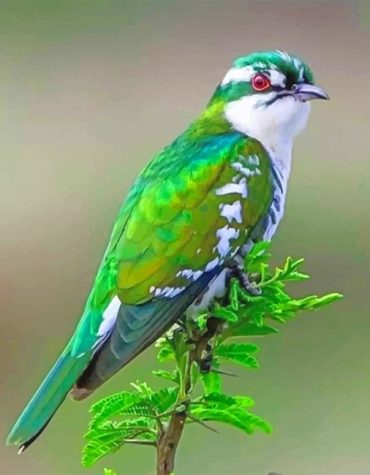 Colorful Diederik Cuckoo Paint By Numbers