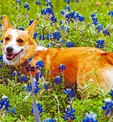 Shiba Inu in Texas Bluebonnets Paint By Numbers