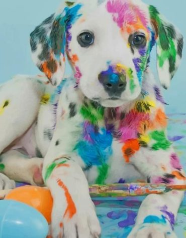 Colorful Dalmatian Dogs Paint By Numbers