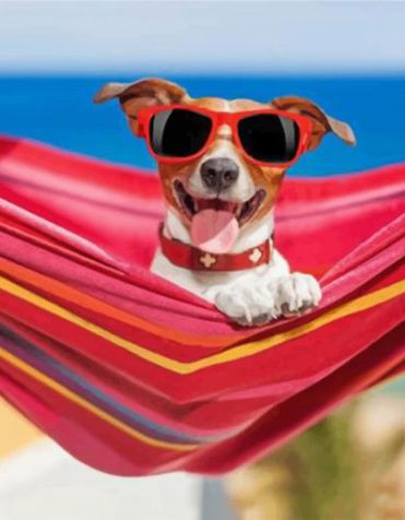 Stylish Dog in Sunglasses Paint By Numbers