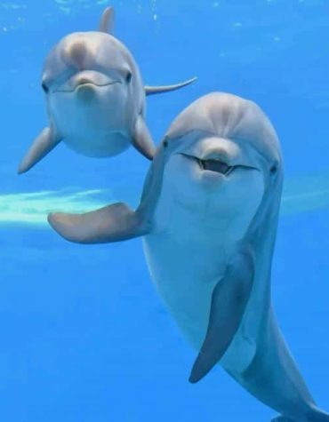 Majestic Dolphin Paint By Numbers