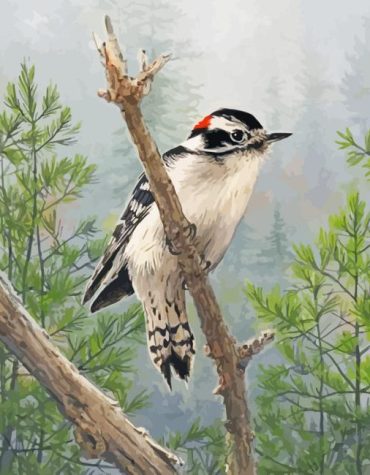 Downy Woodpecker on Branch Paint By Numbers