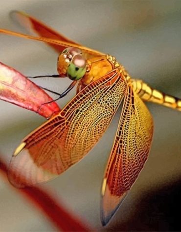 Beautiful Dragonfly Wings Paint By Numbers
