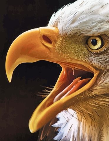Eagle Art Paint By Numbers