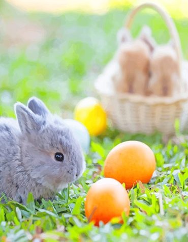 Easter Bunnies Paint By Numbers