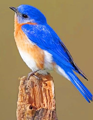 Blue Eastern Bird Paint By Numbers