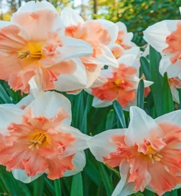 Edinburgh Daffodils Bloom Paint By Numbers