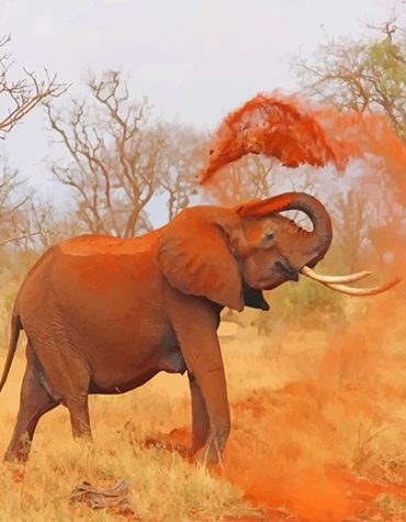 African Bull Elephant Paint By Numbers