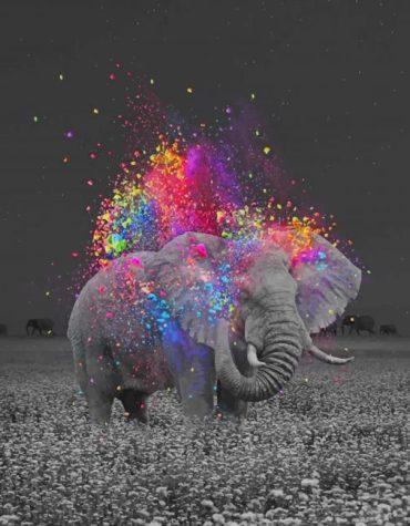 Colorful Elephant Paint By Numbers