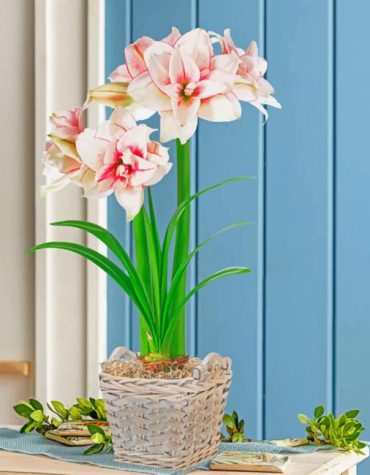 Elvas Amaryllis Flower Pot Paint By Numbers
