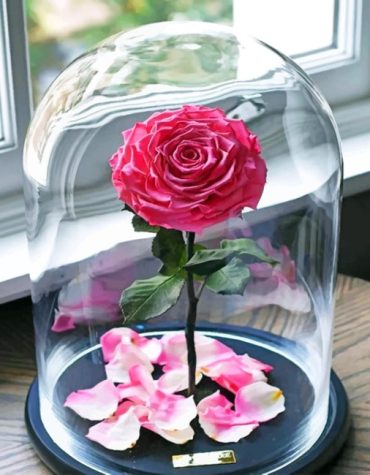 Pink Enchanted Roses Paint By Numbers