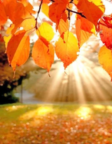 Maple Tree Nature Paint By Numbers