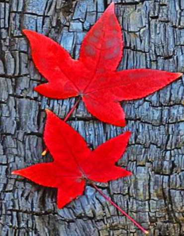 Red Maple Leaves Fall Paint By Numbers