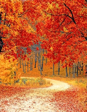 Autumn Red Forest Paint By Numbers