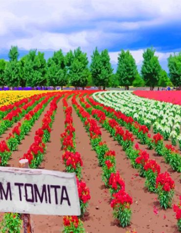 Farm Tomita in Hokkaido Paint By Numbers