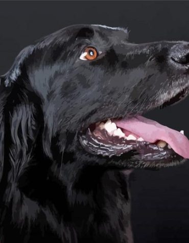 Flat Coated Retriever Puppy Paint By Numbers