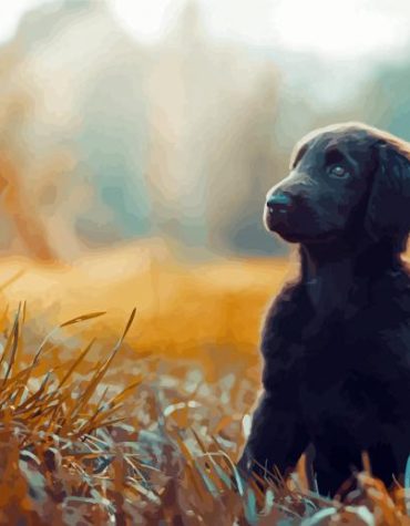Black Flat Coated Retriever Paint By Numbers