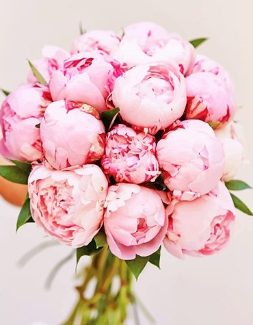 Pink Peony Blooms Paint By Numbers