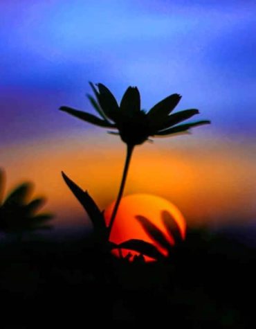 Sunrise Flower Silhouette Paint By Numbers