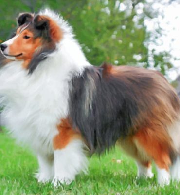 Sheltie Puppies Delight Paint By Numbers