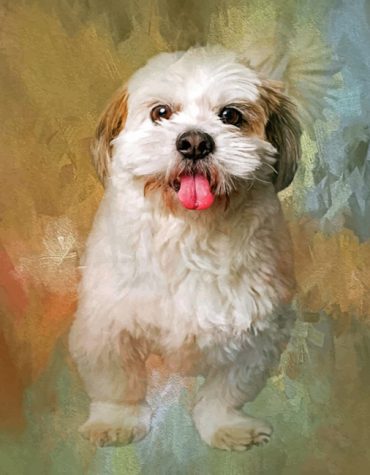 Shih Tzu Puppy Love Paint By Numbers