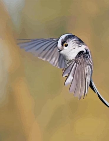 Long Tailed Tit Flying Paint By Numbers