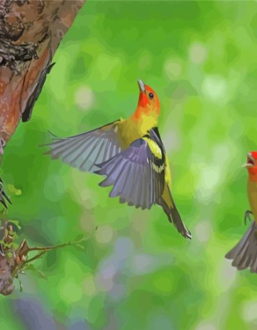 Western Tanager Birds Painting Kit Paint By Numbers