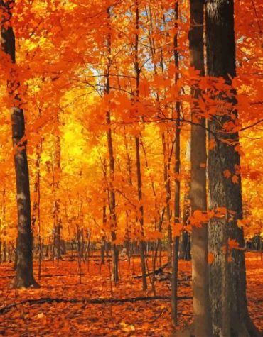 Autumn Forest Landscape Paint By Numbers
