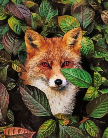 Wild Red-Eyed Fox Paint By Numbers