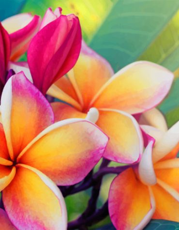 Frangipani Bloom Paint By Numbers