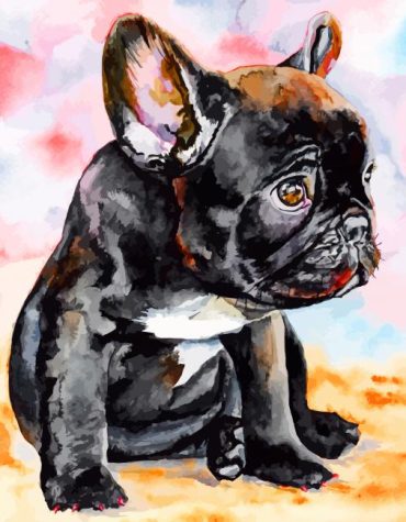 French Bulldog Puppy Paint By Numbers