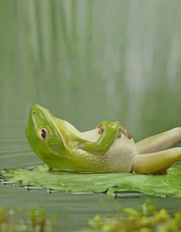 Frog on Lily Pad Paint By Numbers