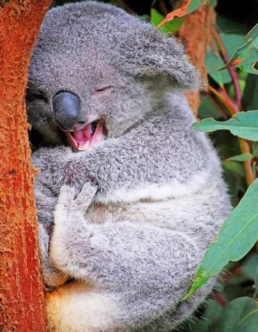 Funny Koala Animals Paint By Numbers