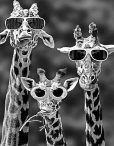 Giraffes Wearing Sunglasses Paint By Numbers