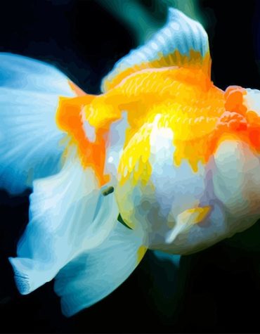 Goldfish Fishes Paint By Numbers