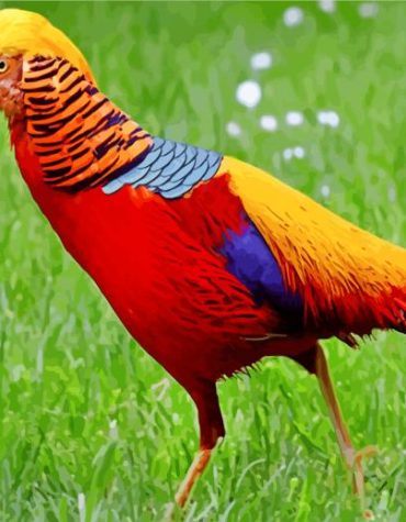 Golden Pheasant Wildlife Paint By Numbers