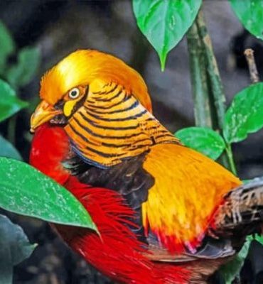 Golden Pheasant Wildlife Paint By Numbers