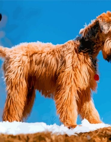 Golden Wheaten Terrier Dog Paint By Numbers
