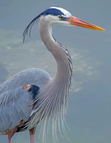 Majestic Blue Heron Paint By Numbers