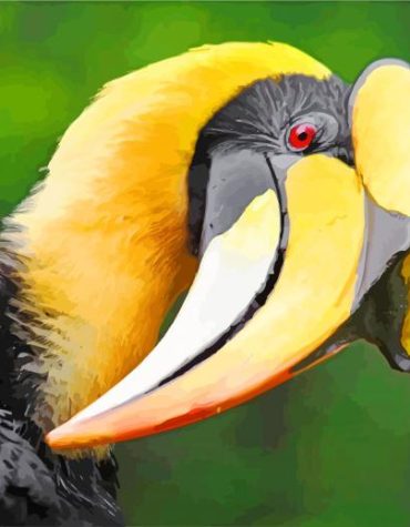 Great Hornbill Bird Paint By Numbers