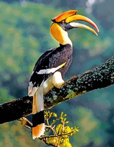 Great Hornbill Bird Paint By Numbers