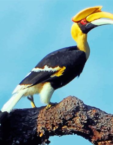 Great Hornbill Bird Paint By Numbers
