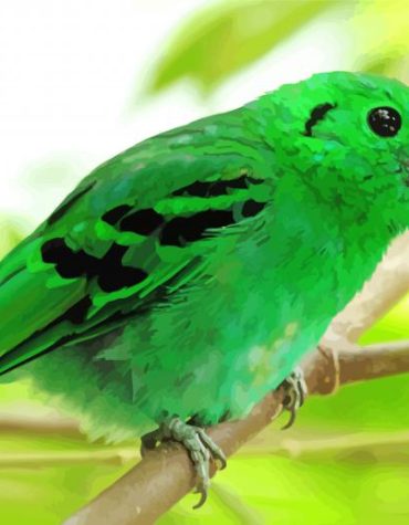 Green Eurylaimidae Bird Paint By Numbers