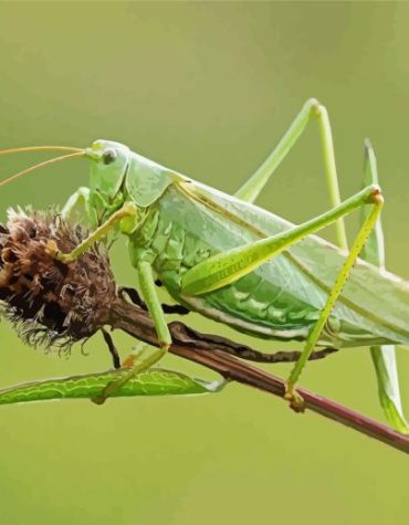 Green Insect Grasshopper Paint By Numbers