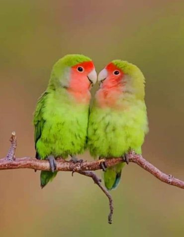 Rosy Lovebirds in Harmony Paint By Numbers