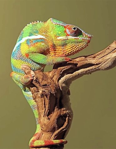 Colorful Chameleon Paint By Numbers