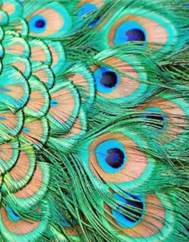 Green Peacock Paint By Numbers