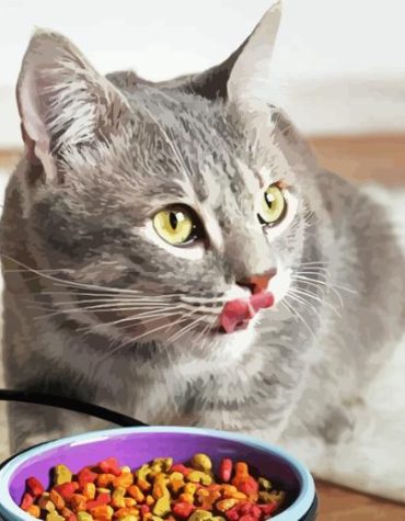 Grey Cat with Food Paint By Numbers