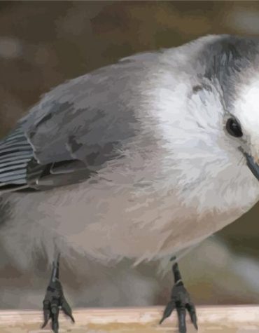 Grey And White Jay Paint By Numbers