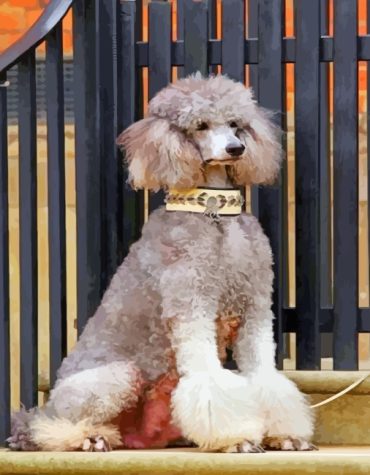 Grey Poodle Dog Paint By Numbers